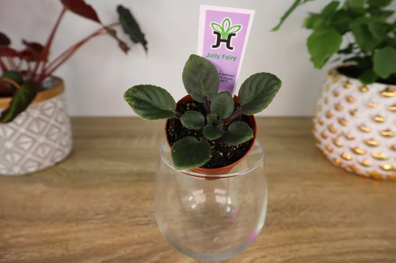 Miniature African Violet Live Plant - 2 Inch Pot - Indoor Potted Houseplant - Image 1