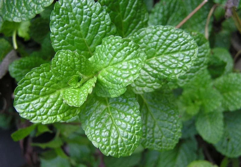 Mint Live Plant – 6-inch Tall – 3.5-inch Pot – Fragrant Culinary Herb - Image 2