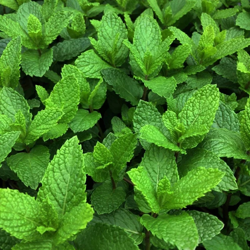 Mint Live Plant - Fragrant Perennial Herb for Indoor & Outdoor Gardens Mint Live Plant - Fragrant Perennial Herb for Indoor & Outdoor Gardens - Image 5