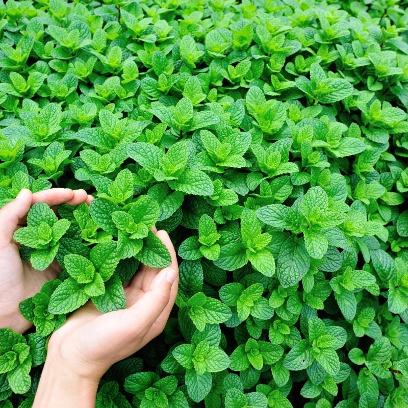 Mint Live Plant - Fragrant Perennial Herb for Indoor & Outdoor Gardens Mint Live Plant - Fragrant Perennial Herb for Indoor & Outdoor Gardens - Image 6
