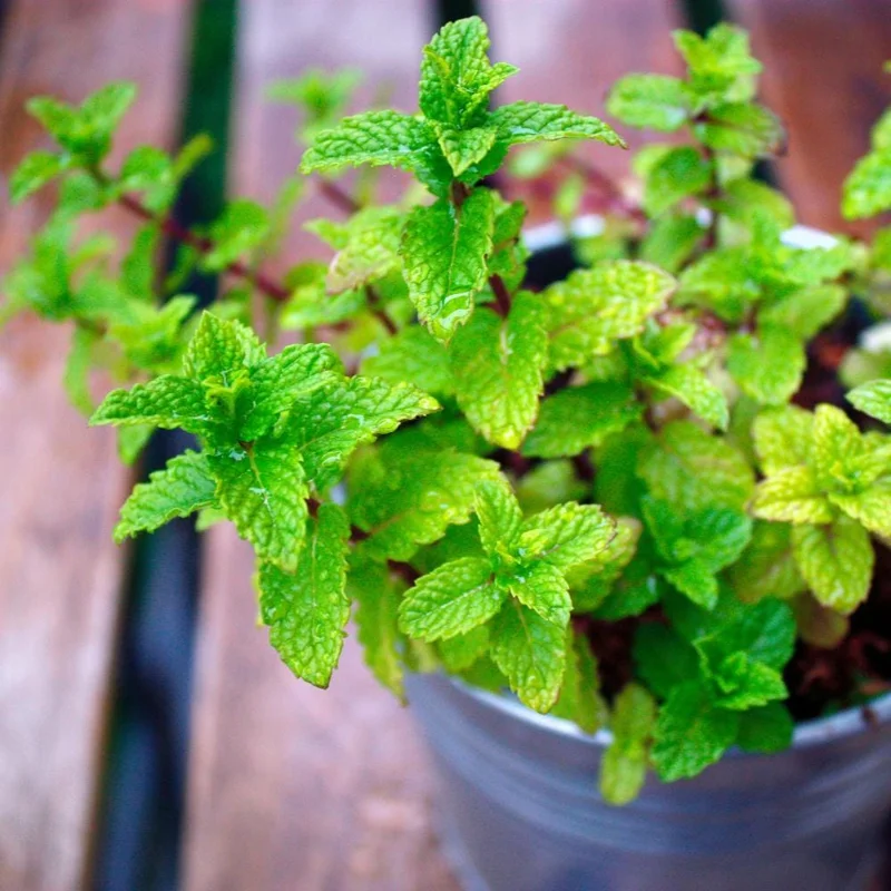 Mint Live Plant - Fragrant Perennial Herb for Indoor & Outdoor Gardens Mint Live Plant - Fragrant Perennial Herb for Indoor & Outdoor Gardens - Image 7