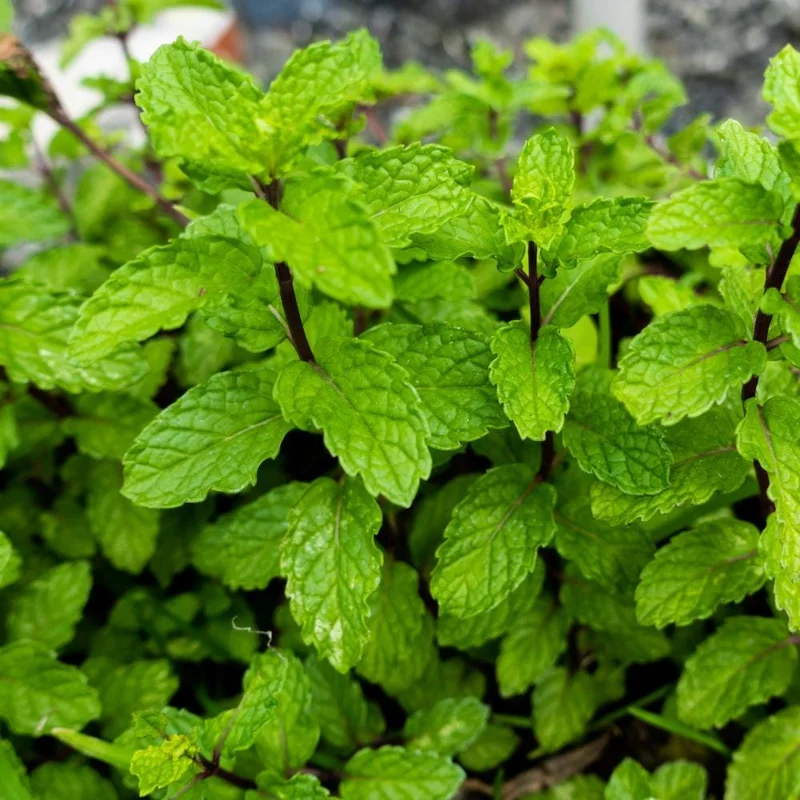 Mint Live Plant - Fragrant Perennial Herb for Indoor & Outdoor Gardens Mint Live Plant - Fragrant Perennial Herb for Indoor & Outdoor Gardens - Image 8
