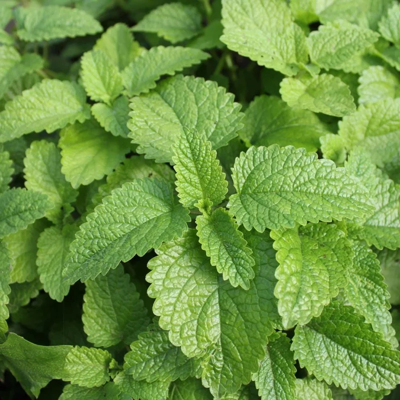 Mint Live Plant - Fragrant Perennial Herb for Indoor & Outdoor Gardens Mint Live Plant - Fragrant Perennial Herb for Indoor & Outdoor Gardens - Image 9