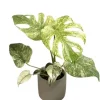 Mint Monstera Live Plant - Rare Variegated Tropical Houseplant 4-6 Inches Tall Mint Monstera Live Plant - Rare Variegated Tropical Houseplant 4-6 Inches Tall - Image 1