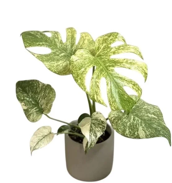 Mint Monstera Live Plant - Rare Variegated Tropical Houseplant 4-6 Inches Tall Mint Monstera Live Plant - Rare Variegated Tropical Houseplant 4-6 Inches Tall - Image 1