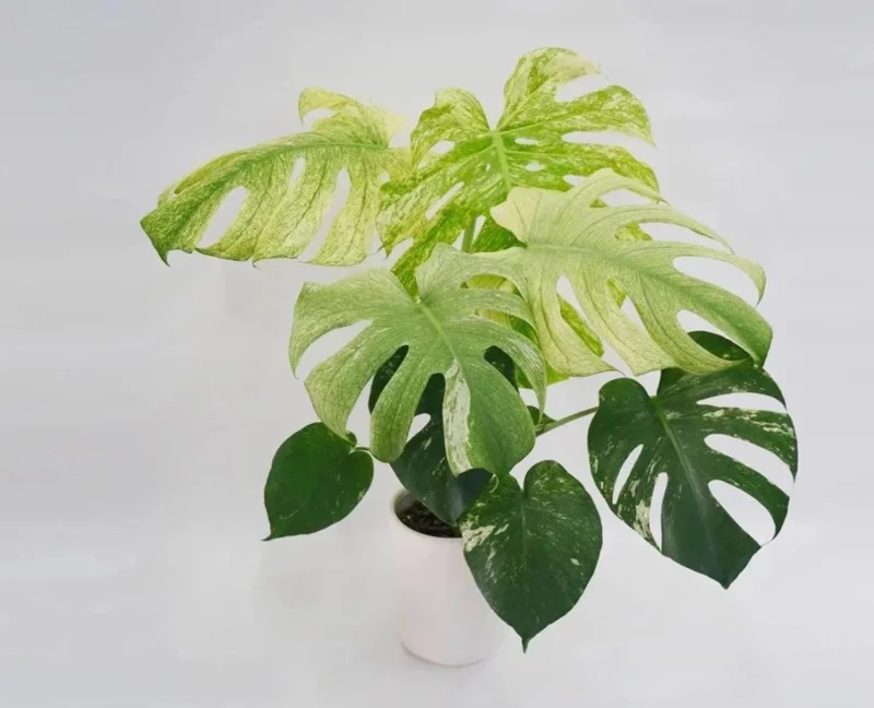 Mint Monstera Live Plant - Rare Variegated Tropical Houseplant 4-6 Inches Tall Mint Monstera Live Plant - Rare Variegated Tropical Houseplant 4-6 Inches Tall - Image 2