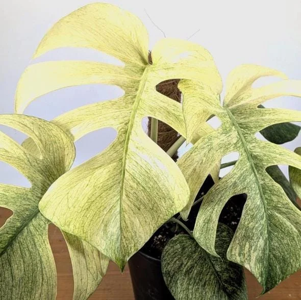 Mint Monstera Live Plant - Rare Variegated Tropical Houseplant 4-6 Inches Tall Mint Monstera Live Plant - Rare Variegated Tropical Houseplant 4-6 Inches Tall - Image 3