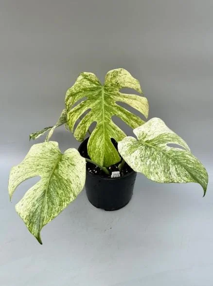 Mint Monstera Live Plant - Rare Variegated Tropical Houseplant 4-6 Inches Tall Mint Monstera Live Plant - Rare Variegated Tropical Houseplant 4-6 Inches Tall - Image 4