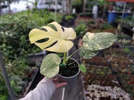 Mint Monstera Live Plant - Rare Variegated Tropical Houseplant 4-6 Inches Tall Mint Monstera Live Plant - Rare Variegated Tropical Houseplant 4-6 Inches Tall - Image 5