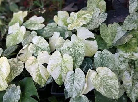 Mint Monstera Live Plant - Rare Variegated Tropical Houseplant 4-6 Inches Tall Mint Monstera Live Plant - Rare Variegated Tropical Houseplant 4-6 Inches Tall - Image 6