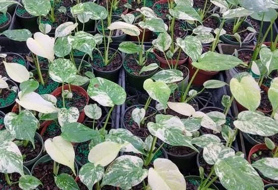 Mint Monstera Live Plant - Rare Variegated Tropical Houseplant 4-6 Inches Tall Mint Monstera Live Plant - Rare Variegated Tropical Houseplant 4-6 Inches Tall - Image 7