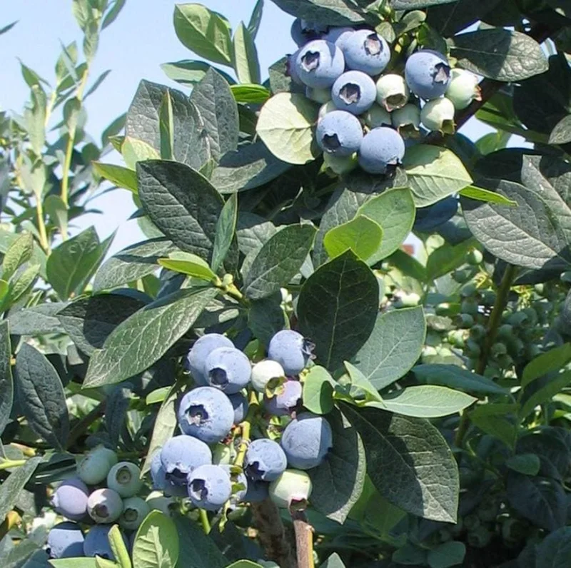 Misty Blueberry Bush Live Plant – 4-8" Tall Starter – Early Season Sweet Berries Misty Blueberry Bush Live Plant – 4-8" Tall Starter – Early Season Sweet Berries - Image 2