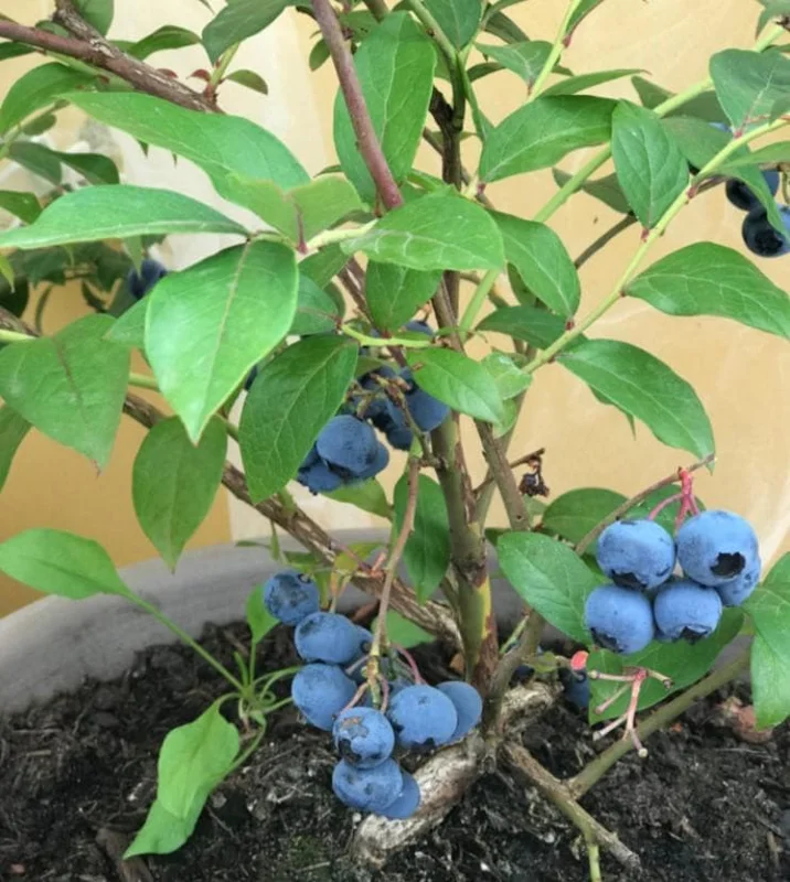 Misty Blueberry Bush Live Plant – 4-8" Tall Starter – Early Season Sweet Berries Misty Blueberry Bush Live Plant – 4-8" Tall Starter – Early Season Sweet Berries - Image 3
