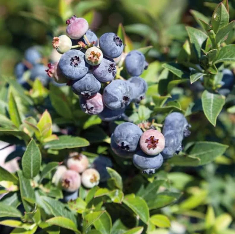 Misty Blueberry Bush Live Plant – 4-8" Tall Starter – Early Season Sweet Berries Misty Blueberry Bush Live Plant – 4-8" Tall Starter – Early Season Sweet Berries - Image 5