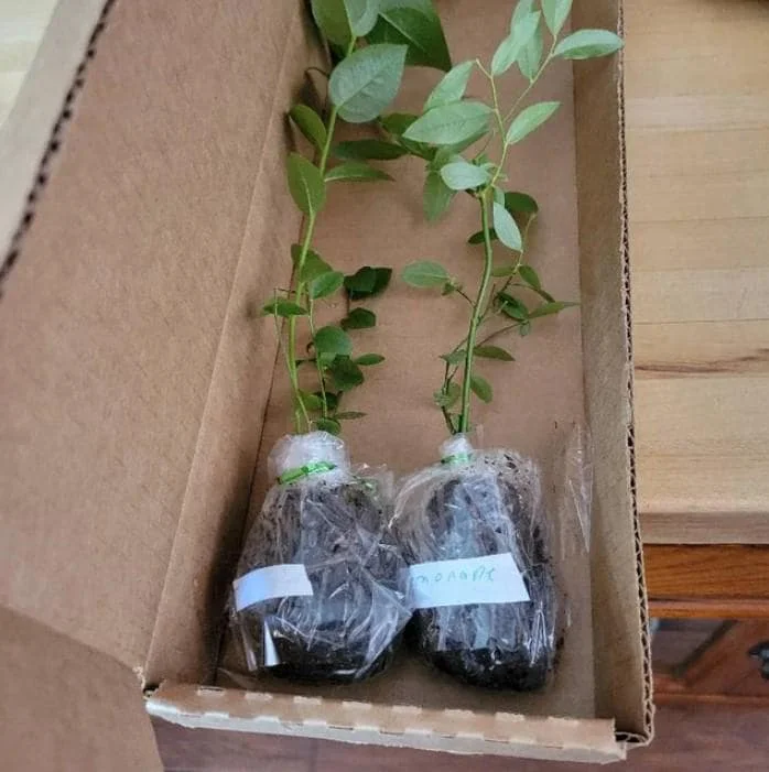 Misty Blueberry Bush Live Plant – 4-8" Tall Starter – Early Season Sweet Berries Misty Blueberry Bush Live Plant – 4-8" Tall Starter – Early Season Sweet Berries - Image 6