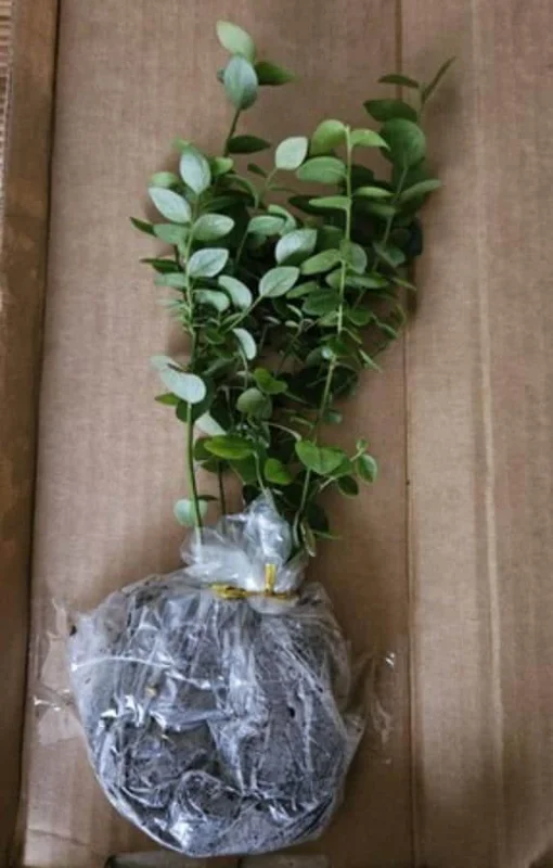 Misty Blueberry Bush Live Plant – 4-8" Tall Starter – Early Season Sweet Berries Misty Blueberry Bush Live Plant – 4-8" Tall Starter – Early Season Sweet Berries - Image 8