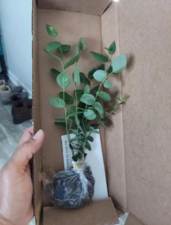 Misty Blueberry Bush Live Plant – 4-8" Tall Starter – Early Season Sweet Berries Misty Blueberry Bush Live Plant – 4-8" Tall Starter – Early Season Sweet Berries - Image 9