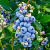 Misty Blueberry Bush Live Plant – 4-8" Tall Starter – Early Season Sweet Berries Misty Blueberry Bush Live Plant – 4-8" Tall Starter – Early Season Sweet Berries - Image 1