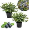 Misty Blueberry Live Plant - 4-9 Inches Tall Hardy Fruiting Bush Outdoor Misty Blueberry Live Plant - 4-9 Inches Tall Hardy Fruiting Bush Outdoor - Image 1