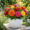 Mix Zinnia Live Plant – Colorful Flowers, 8-12 Inches Tall, Outdoor - Image 1