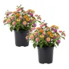 Mixed Color Lantana Live Plant Set, 6-10 Inches Tall, Perennial Outdoor Flowers Mixed Color Lantana Live Plant Set, 6-10 Inches Tall, Perennial Outdoor Flowers - Image 1