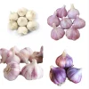 Mixed Garlic Bulbs for Planting - 0.5 Pound Hardneck Garlic Tubers Mixed Garlic Bulbs for Planting - 0.5 Pound Hardneck Garlic Tubers - Image 1
