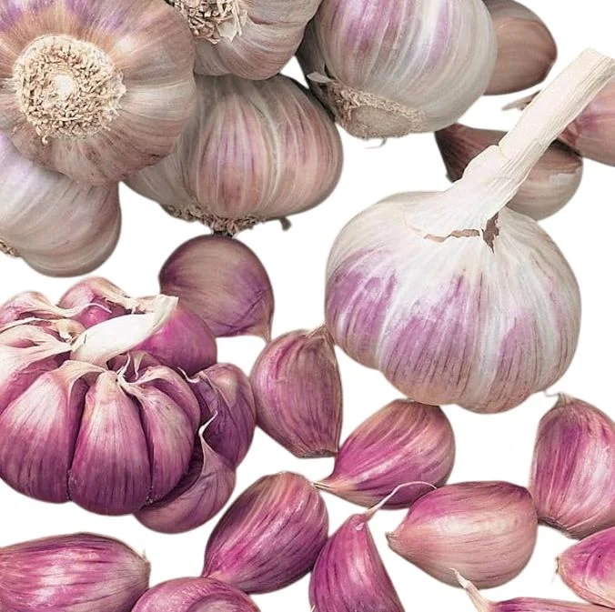 Mixed Garlic Bulbs for Planting - 0.5 Pound Hardneck Garlic Tubers Mixed Garlic Bulbs for Planting - 0.5 Pound Hardneck Garlic Tubers - Image 6