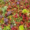 Mixed Sedum Seeds - Stonecrop Succulent Groundcover - 100+ Seeds - Perennial - Image 1