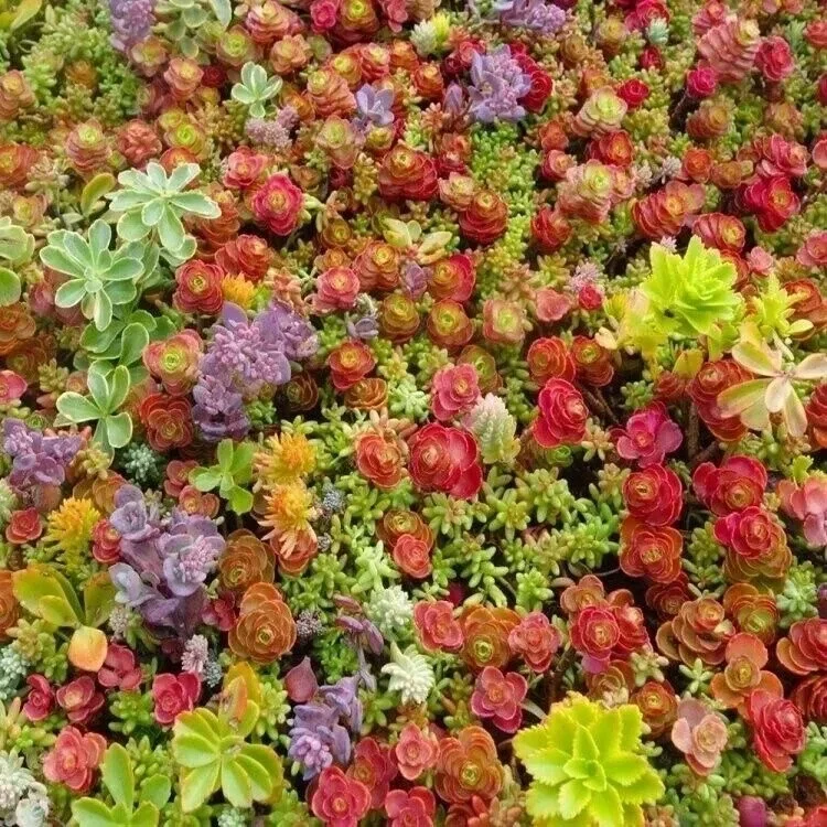 Mixed Sedum Seeds - Stonecrop Succulent Groundcover - 100+ Seeds - Perennial Mixed Sedum Seeds - Stonecrop Succulent Groundcover - 100+ Seeds - Perennial - Image 1