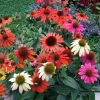 Mixedcolor Echinacea Coneflower Live Plant - Colorful Starter, 4-6 Inch Tall - Image 1
