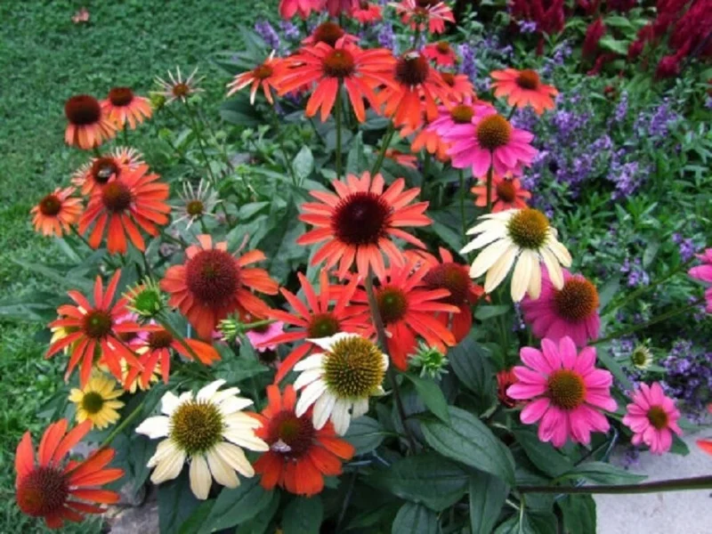 Mixedcolor Echinacea Coneflower Live Plant - Colorful Starter, 4-6 Inch Tall - Image 1