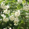 Mock Orange Bare Root Plant - 2 Count, 1-2ft Tall, Fragrant White Flowers, Outdoor Shrub Mock Orange Bare Root Plant - 2 Count, 1-2ft Tall, Fragrant White Flowers, Outdoor Shrub - Image 1