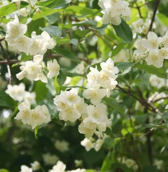Mock Orange Bare Root Plant - 2 Count, 1-2ft Tall, Fragrant White Flowers, Outdoor Shrub Mock Orange Bare Root Plant - 2 Count, 1-2ft Tall, Fragrant White Flowers, Outdoor Shrub - Image 1