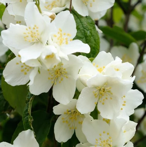 Mock Orange Bare Root Plant - 2 Count, 1-2ft Tall, Fragrant White Flowers, Outdoor Shrub Mock Orange Bare Root Plant - 2 Count, 1-2ft Tall, Fragrant White Flowers, Outdoor Shrub - Image 2