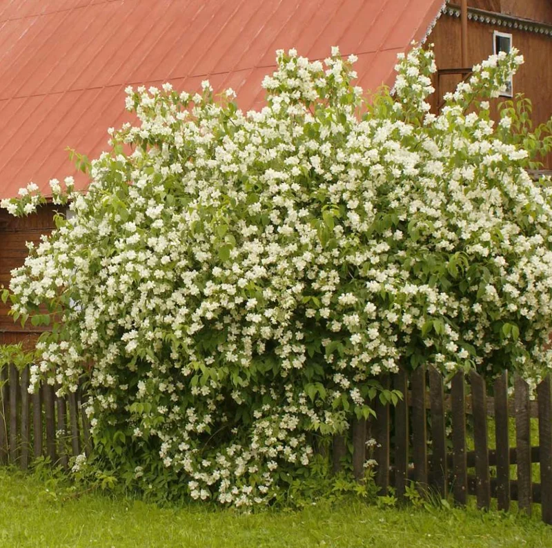 Mock Orange Bare Root Plant - 2 Count, 1-2ft Tall, Fragrant White Flowers, Outdoor Shrub Mock Orange Bare Root Plant - 2 Count, 1-2ft Tall, Fragrant White Flowers, Outdoor Shrub - Image 3