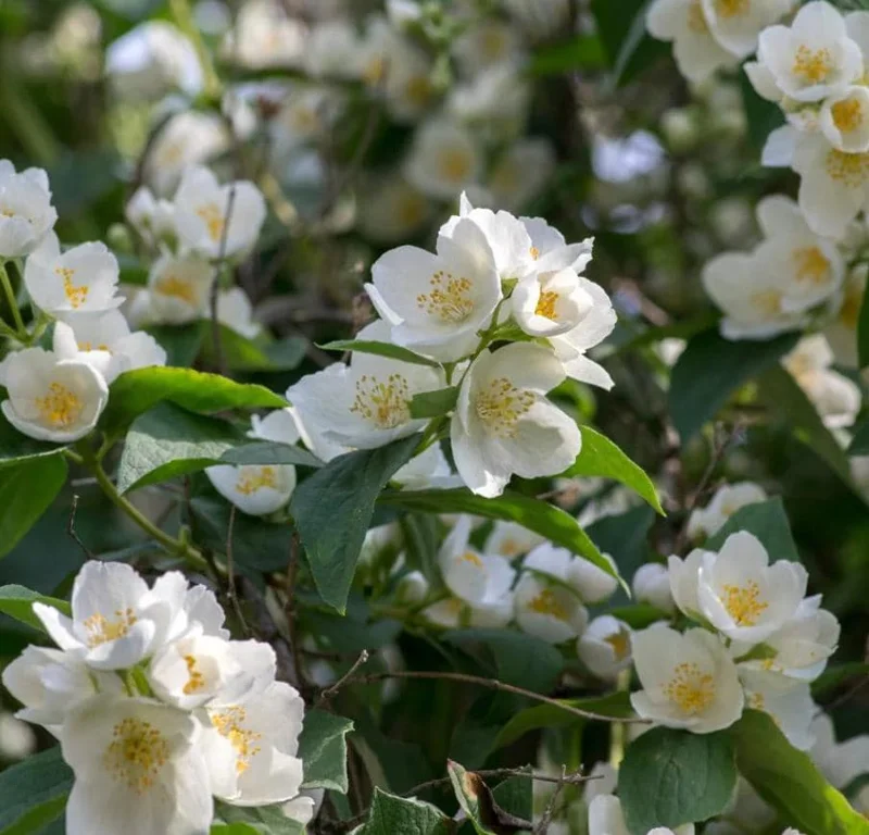 Mock Orange Bare Root Plant - 2 Count, 1-2ft Tall, Fragrant White Flowers, Outdoor Shrub Mock Orange Bare Root Plant - 2 Count, 1-2ft Tall, Fragrant White Flowers, Outdoor Shrub - Image 4