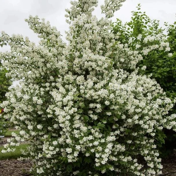 Mock Orange Bare Root Plant - 2 Count, 1-2ft Tall, Fragrant White Flowers, Outdoor Shrub Mock Orange Bare Root Plant - 2 Count, 1-2ft Tall, Fragrant White Flowers, Outdoor Shrub - Image 5