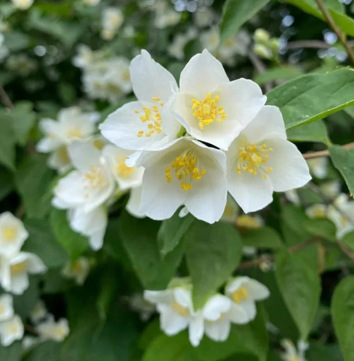 Mock Orange Bare Root Plant - 2 Count, 1-2ft Tall, Fragrant White Flowers, Outdoor Shrub Mock Orange Bare Root Plant - 2 Count, 1-2ft Tall, Fragrant White Flowers, Outdoor Shrub - Image 6