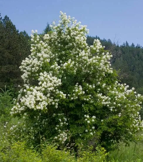 Mock Orange Bare Root Plant - 2 Count, 1-2ft Tall, Fragrant White Flowers, Outdoor Shrub Mock Orange Bare Root Plant - 2 Count, 1-2ft Tall, Fragrant White Flowers, Outdoor Shrub - Image 7