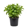 Mojito Mint Live Plant 4-6 Inch Tall - Heirloom Herb for Planting - Image 1