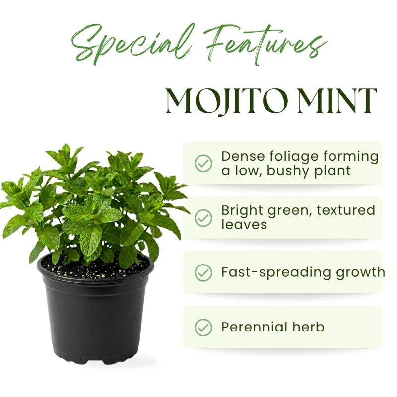 Mojito Mint Live Plant – 5-7 Inch Tall Fragrant Edible Herb for Garden & Containers - Image 2