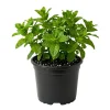 Mojito Mint Live Plant – 5-7 Inch Tall Fragrant Edible Herb for Garden & Containers - Image 1