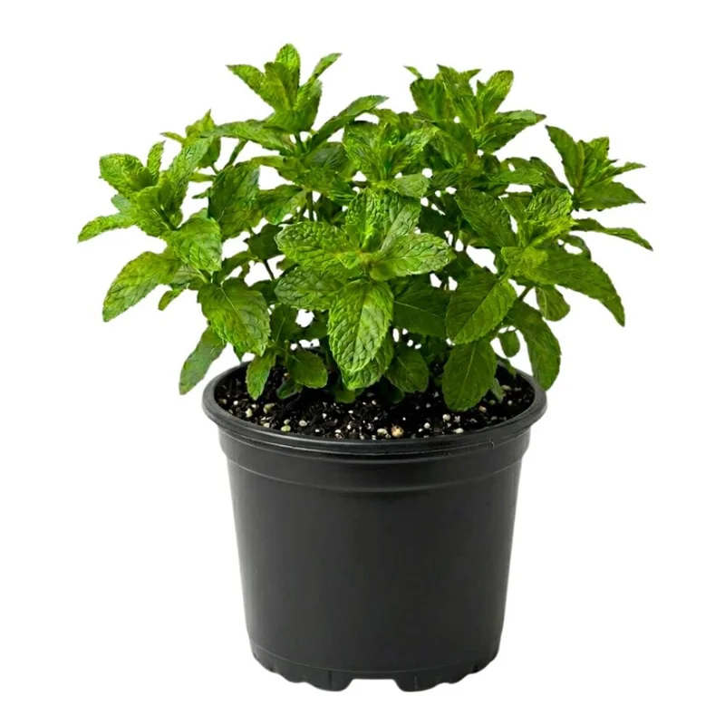 Mojito Mint Live Plant – 5-7 Inch Tall Fragrant Edible Herb for Garden & Containers - Image 1