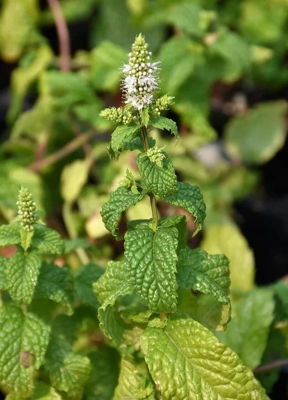 Mojito Mint Live Plant – 7-inch Tall Culinary Herb – 4.5-inch Pot – Indoor/Outdoor - Image 2