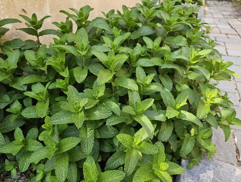 Mojito Mint Live Plant – 7-inch Tall Culinary Herb – 4.5-inch Pot – Indoor/Outdoor - Image 1