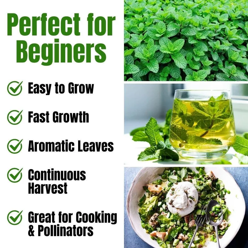 Mojito Mint Live Plant Set, 2 Plants, 3-7 Inch Tall, Fresh Herb for Indoor Outdoor Growing - Image 2