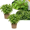 Mojito Mint Live Plant Set, 2 Plants, 3-7 Inch Tall, Fresh Herb for Indoor Outdoor Growing - Image 1