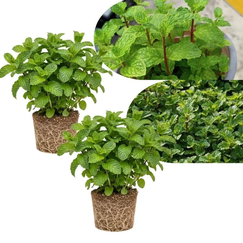 Mojito Mint Live Plant Set, 2 Plants, 3-7 Inch Tall, Fresh Herb for Indoor Outdoor Growing - Image 1
