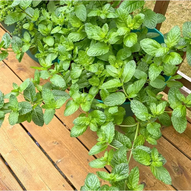 Mojito Mint Live Starter Plants - Pack of 2, 4-8 Inch Tall Culinary Herb Mojito Mint Live Starter Plants - Pack of 2, 4-8 Inch Tall Culinary Herb - Image 3
