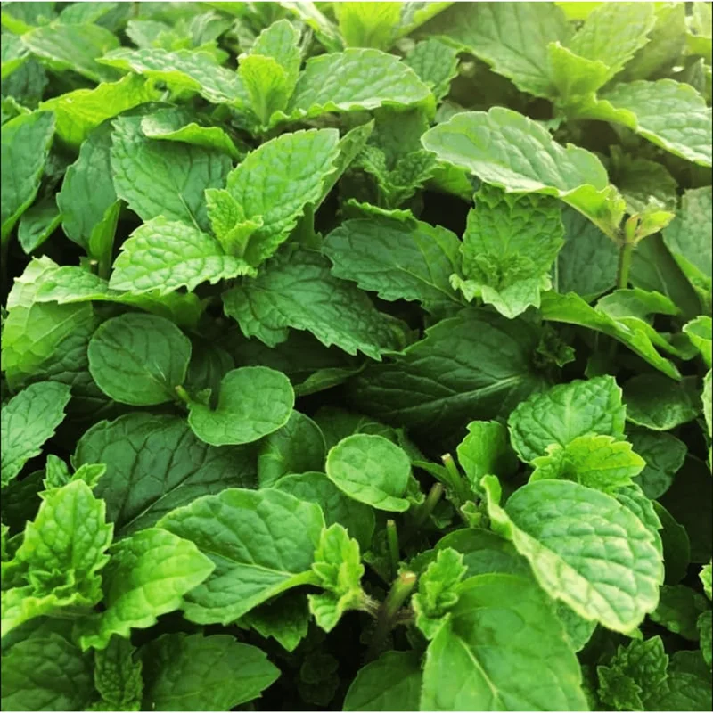 Mojito Mint Live Starter Plants - Pack of 2, 4-8 Inch Tall Culinary Herb Mojito Mint Live Starter Plants - Pack of 2, 4-8 Inch Tall Culinary Herb - Image 4